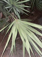 Serenoa repens