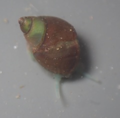 Eulithidium