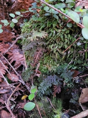 Trichomanes strictum