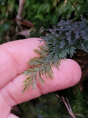 Trichomanes strictum