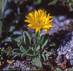 Erigeron aureus
