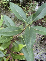 Ficus aurea