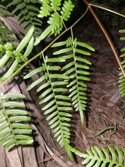 Pteridium caudatum