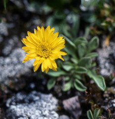 Erigeron aureus
