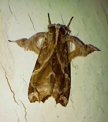 Callopistria floridensis