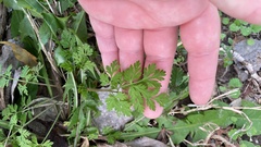 Chaerophyllum tainturieri