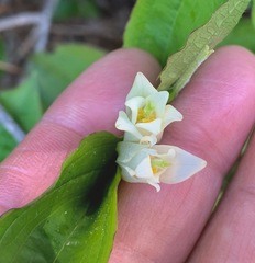 Prosartes smithii