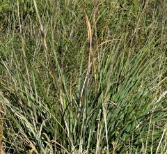 Yucca arkansana