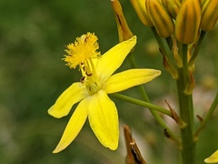 Bulbine semibarbata