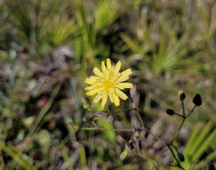 Hieracium megacephalon