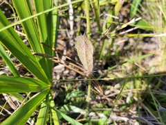 Hieracium megacephalon