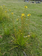Bulbine semibarbata