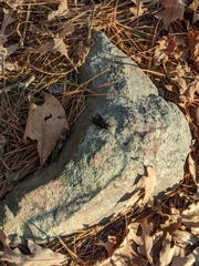 Gryllidae
