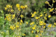 Silphium asteriscus trifoliatum