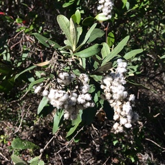 Tarchonanthus littoralis