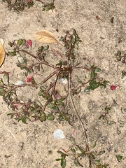 Portulacaceae