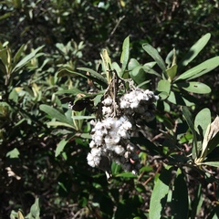 Tarchonanthus littoralis