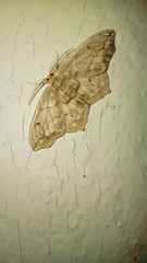 Hydatoscia ategua