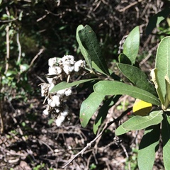 Tarchonanthus littoralis
