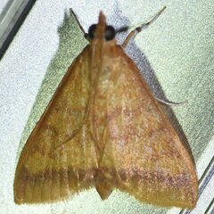 Pyraustini