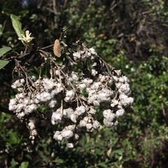 Tarchonanthus littoralis