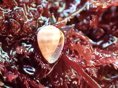Melampus olivaceus