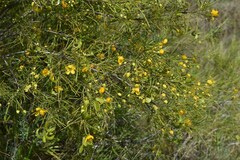 Senna artemisioides circinnata