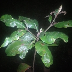 Byrsonima