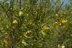 Senna artemisioides circinnata