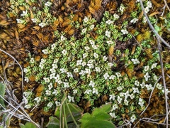 Pimelea pygmaea