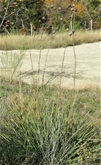 Yucca arkansana