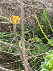 Ranunculus scapiger