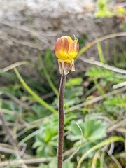 Ranunculus scapiger