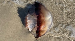 Stomolophidae
