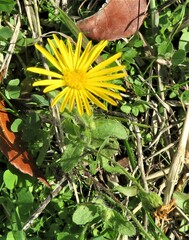 Heterotheca subaxillaris