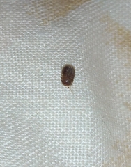 Lasioderma