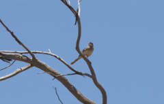 Cincloramphus mathewsi