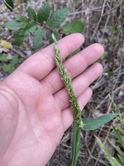 Urochloa texana