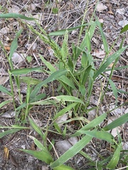 Urochloa texana