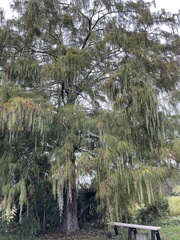 Taxodium distichum