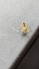 Cosmophasis bitaeniata