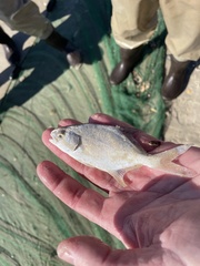 Trachinotus carolinus