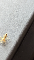 Cosmophasis bitaeniata