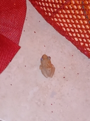 Eleutherodactylus antillensis