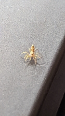 Cosmophasis bitaeniata