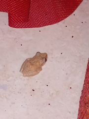 Eleutherodactylus antillensis