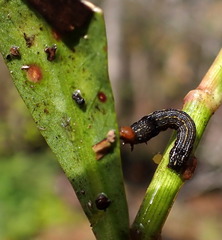 Spodoptera eridania