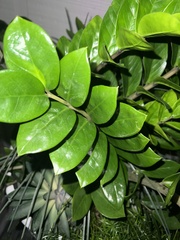 Zamioculcas