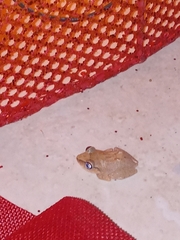 Eleutherodactylus antillensis