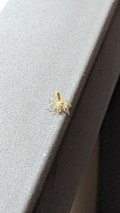 Cosmophasis bitaeniata